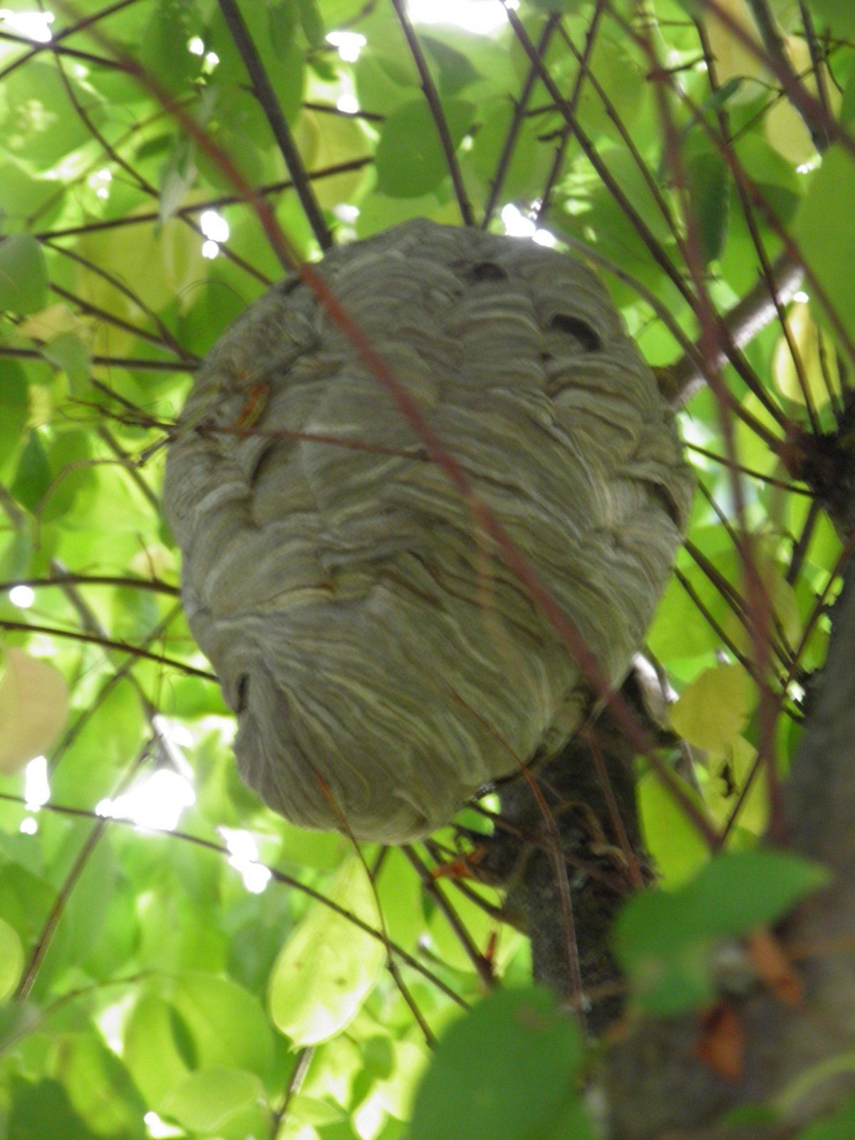 nid de guêpes de buisson