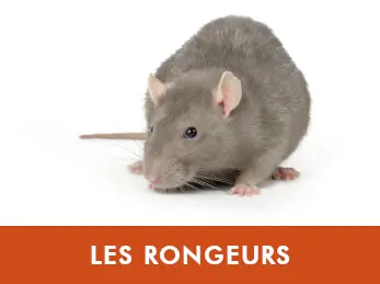 Rongeurs — rats, souris, mulots, musaraignes