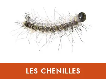 Chenilles processionnaires — chêne, pin, pyrale du buis